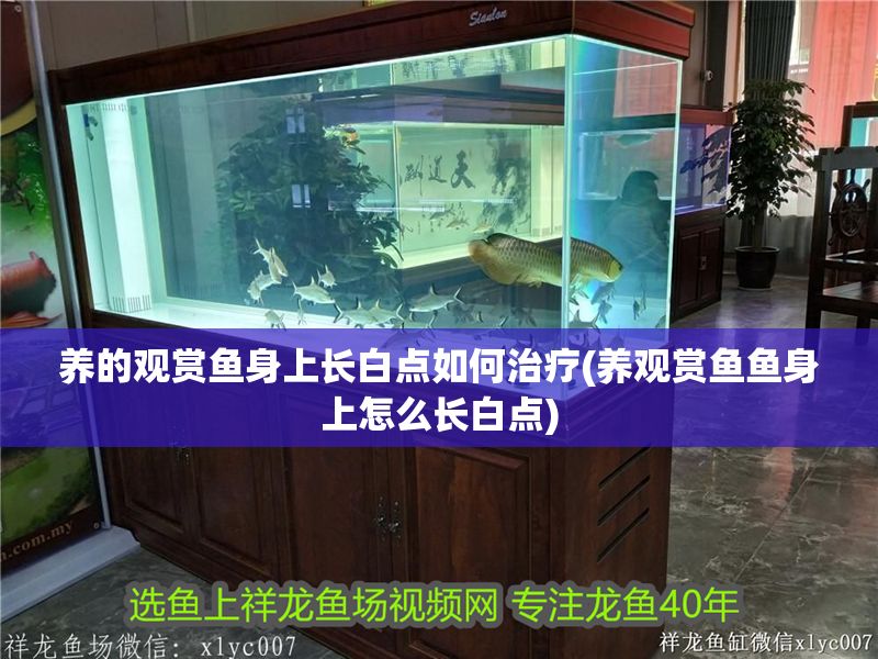 養的觀賞魚身上長白點如何治療(養觀賞魚魚身上怎么長白點)