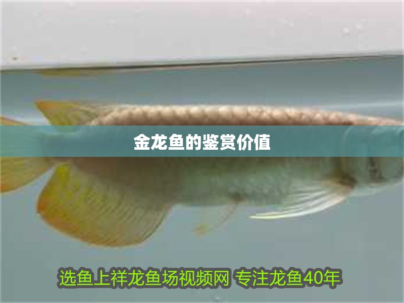 金龍魚的鑒賞價值