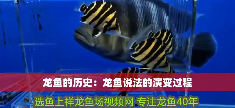 龍魚的歷史：龍魚說法的演變過程