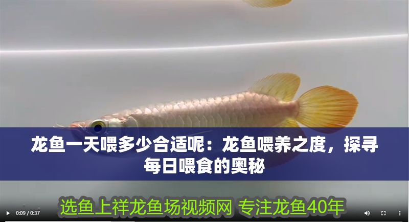 龍魚一天喂多少合適呢：龍魚喂養之度，探尋每日喂食的奧秘