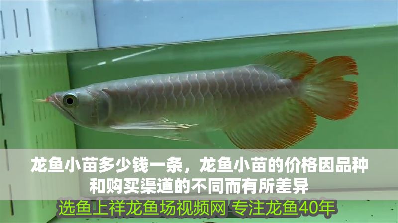 龍魚小苗多少錢一條，龍魚小苗的價格因品種和購買渠道的不同而有所差異