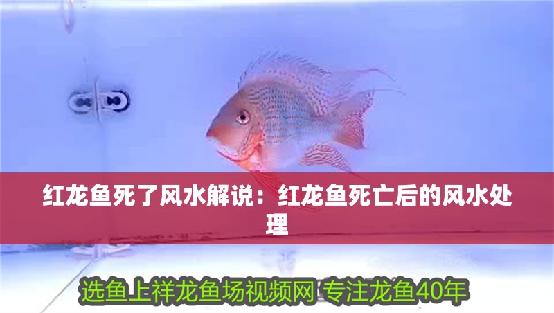 紅龍魚死了風水解說：紅龍魚死亡后的風水處理