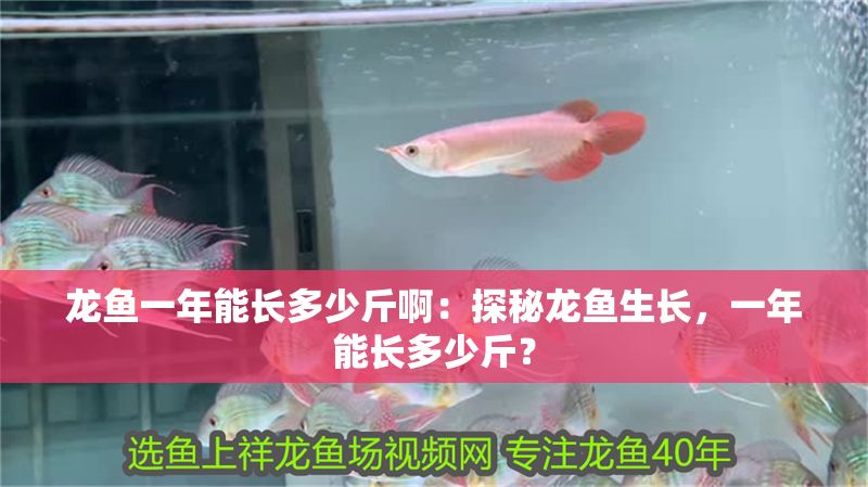 龍魚一年能長多少斤啊：探秘龍魚生長，一年能長多少斤？