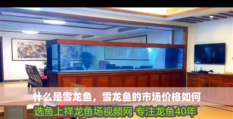 什么是雪龍魚，雪龍魚的市場價格如何