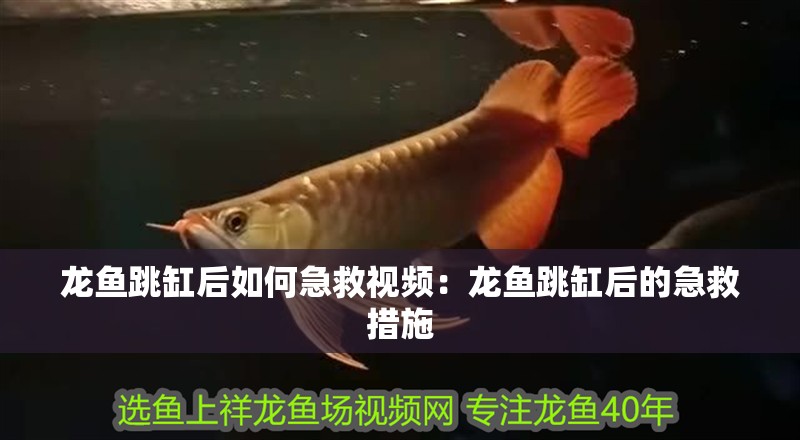 龍魚跳缸后如何急救視頻：龍魚跳缸后的急救措施