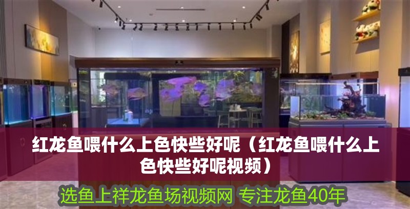 紅龍魚喂什么上色快些好呢（紅龍魚喂什么上色快些好呢視頻）