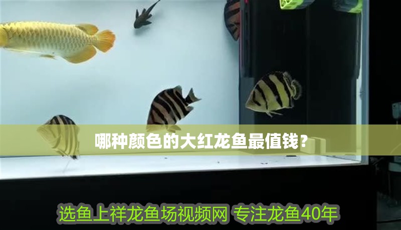 哪種顏色的大紅龍魚最值錢？