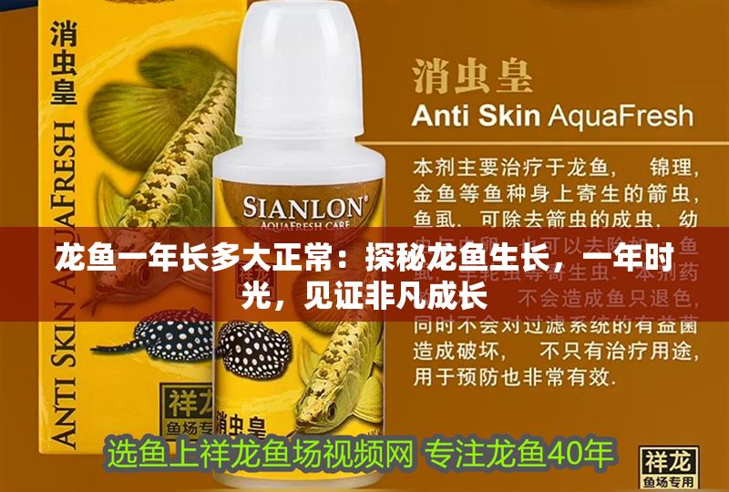 龍魚一年長多大正常：探秘龍魚生長，一年時光，見證非凡成長