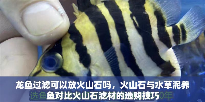 龍魚(yú)過(guò)濾可以放火山石嗎，火山石與水草泥養(yǎng)魚(yú)對(duì)比火山石濾材的選購(gòu)技巧