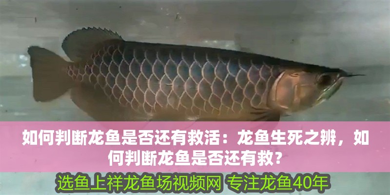 如何判斷龍魚是否還有救活：龍魚生死之辨，如何判斷龍魚是否還有救？