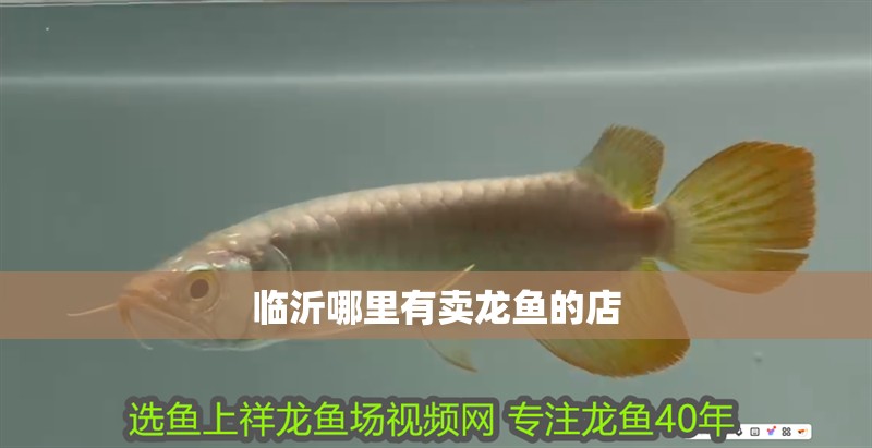 臨沂哪里有賣龍魚(yú)的店 臨沂哪里有賣龍魚(yú)的店 龍魚(yú)百科