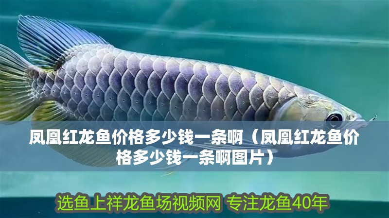 鳳凰紅龍魚價(jià)格多少錢一條啊（鳳凰紅龍魚價(jià)格多少錢一條啊圖片）