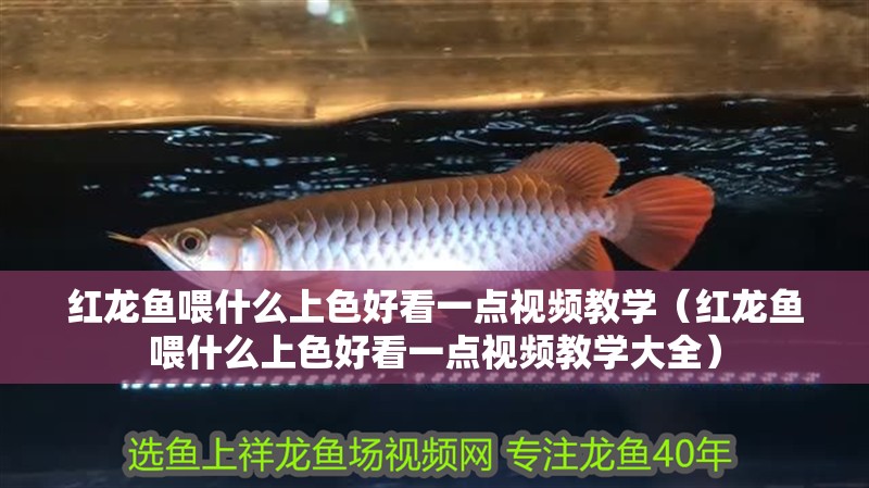 紅龍魚喂什么上色好看一點視頻教學（紅龍魚喂什么上色好看一點視頻教學大全）