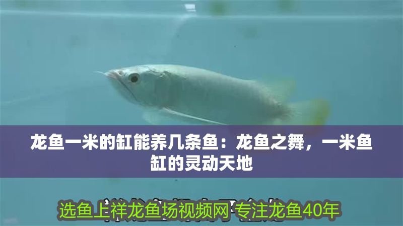 龍魚一米的缸能養(yǎng)幾條魚：龍魚之舞，一米魚缸的靈動天地