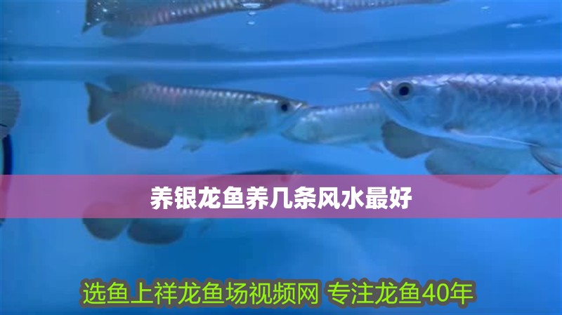 養(yǎng)銀龍魚養(yǎng)幾條風(fēng)水最好