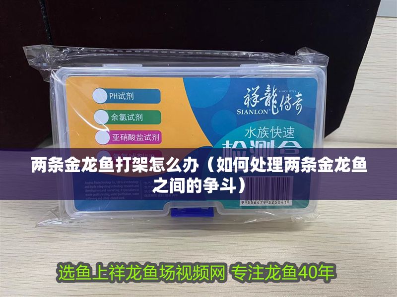 兩條金龍魚打架怎么辦（如何處理兩條金龍魚之間的爭斗） 兩條金龍魚打架怎么辦（如何處理兩條金龍魚之間的爭斗） 龍魚百科 第2張