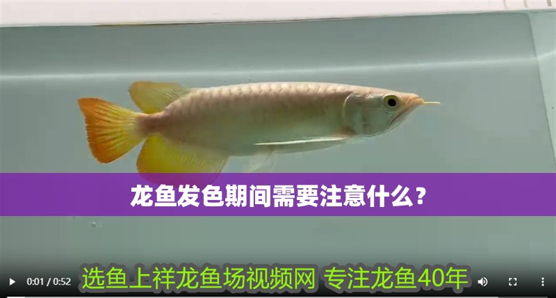 龍魚發色期間需要注意什么？