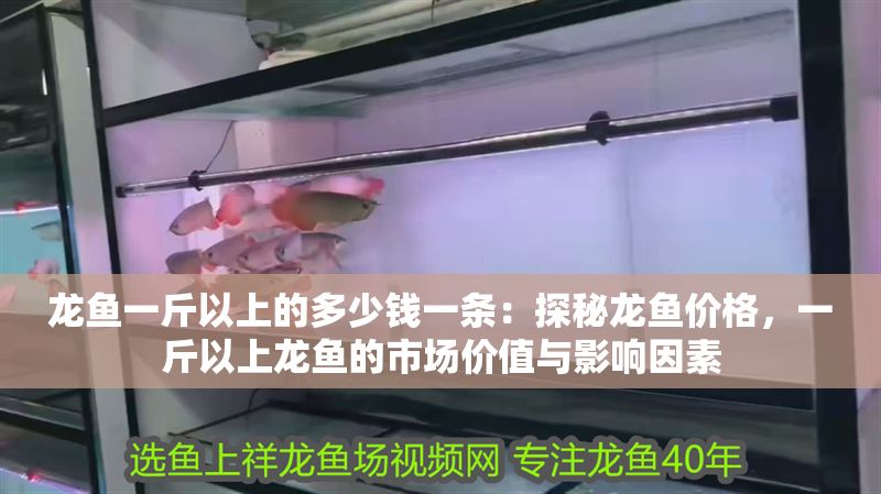 龍魚一斤以上的多少錢一條：探秘龍魚價格，一斤以上龍魚的市場價值與影響因素