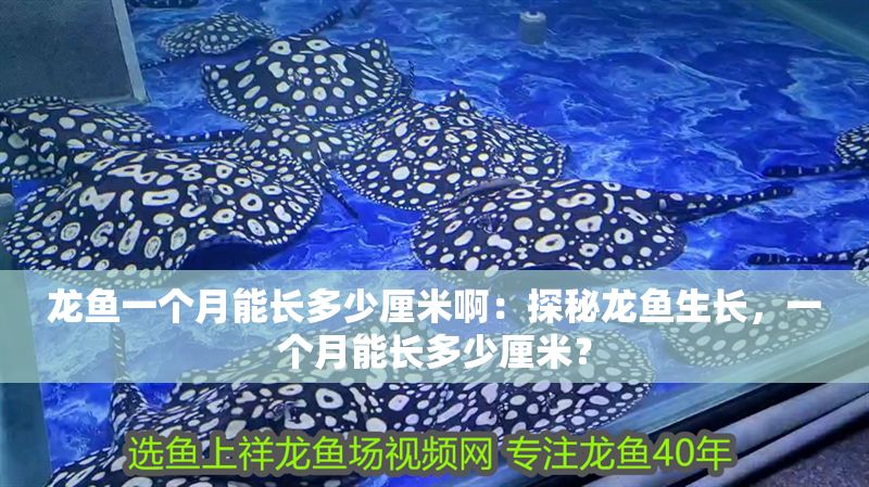 龍魚一個月能長多少厘米啊：探秘龍魚生長，一個月能長多少厘米？