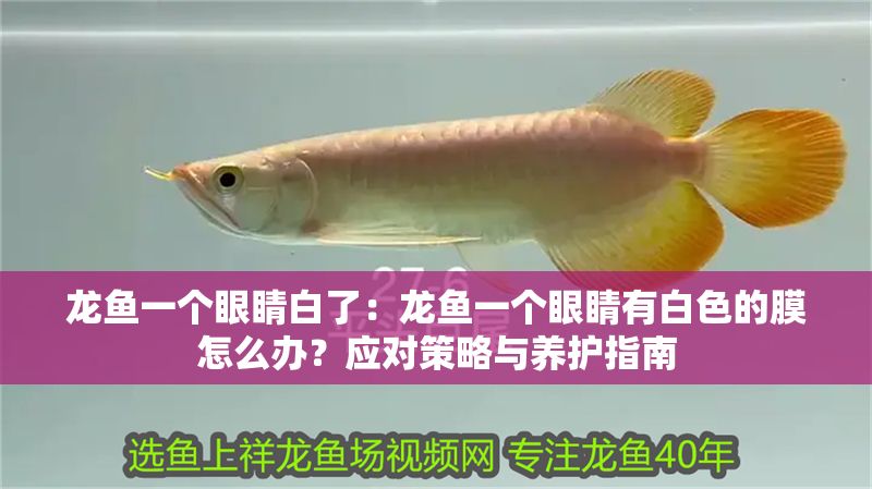 龍魚一個眼睛白了：龍魚一個眼睛有白色的膜怎么辦？應對策略與養護指南