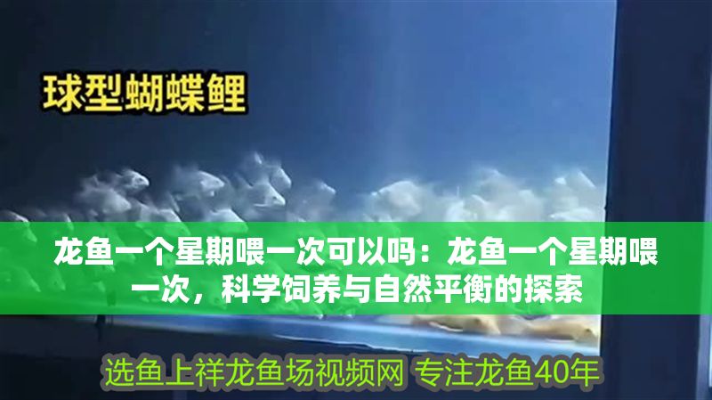 龍魚一個星期喂一次可以嗎：龍魚一個星期喂一次，科學飼養與自然平衡的探索
