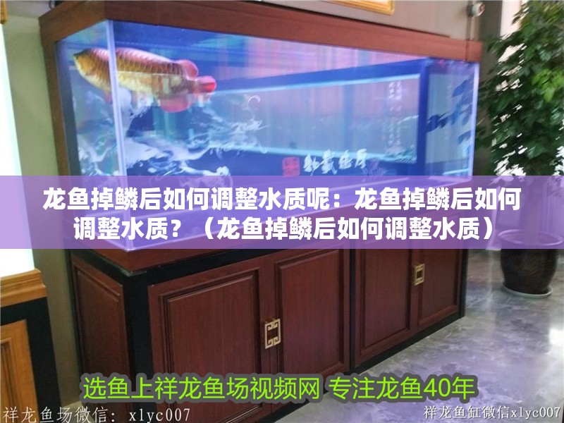 龍魚掉鱗后如何調整水質呢：龍魚掉鱗后如何調整水質？（龍魚掉鱗后如何調整水質）