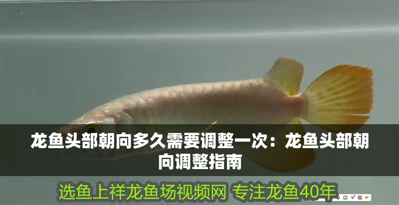 龍魚頭部朝向多久需要調(diào)整一次：龍魚頭部朝向調(diào)整指南