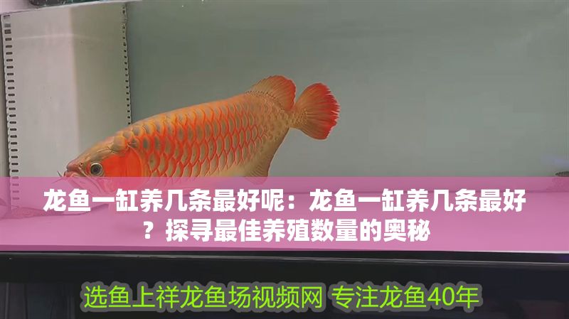 龍魚一缸養幾條最好呢：龍魚一缸養幾條最好？探尋最佳養殖數量的奧秘