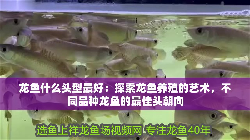 龍魚什么頭型最好：探索龍魚養(yǎng)殖的藝術(shù)，不同品種龍魚的最佳頭朝向 龍魚什么頭型最好：探索龍魚養(yǎng)殖的藝術(shù)，不同品種龍魚的最佳頭朝向 水族問答