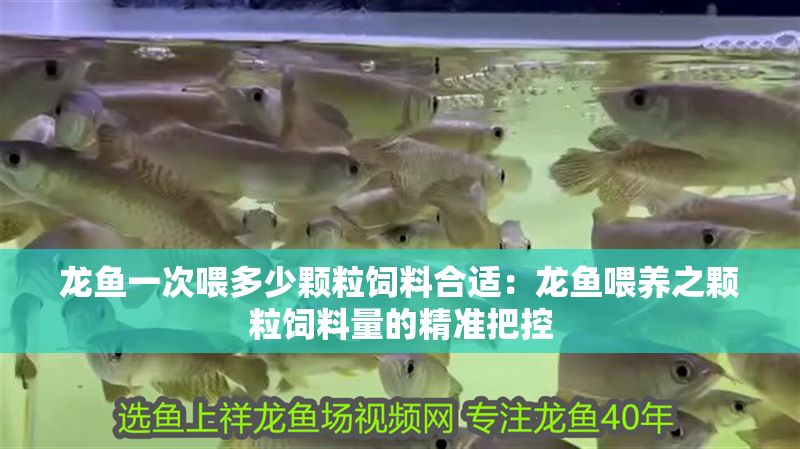 龍魚一次喂多少顆粒飼料合適：龍魚喂養之顆粒飼料量的精準把控