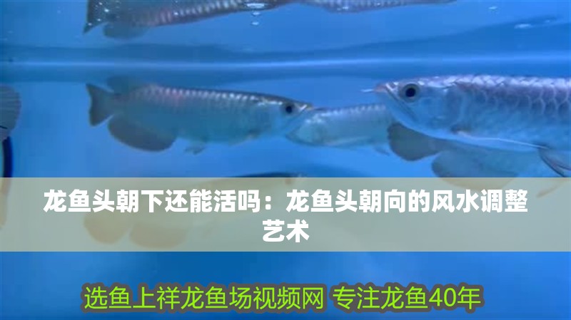 龍魚頭朝下還能活嗎：龍魚頭朝向的風水調整藝術 龍魚頭朝下還能活嗎：龍魚頭朝向的風水調整藝術 水族問答