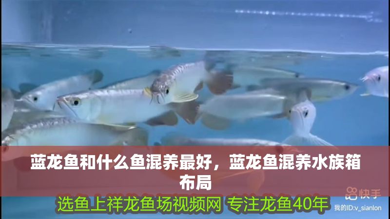 藍龍魚和什么魚混養最好，藍龍魚混養水族箱布局