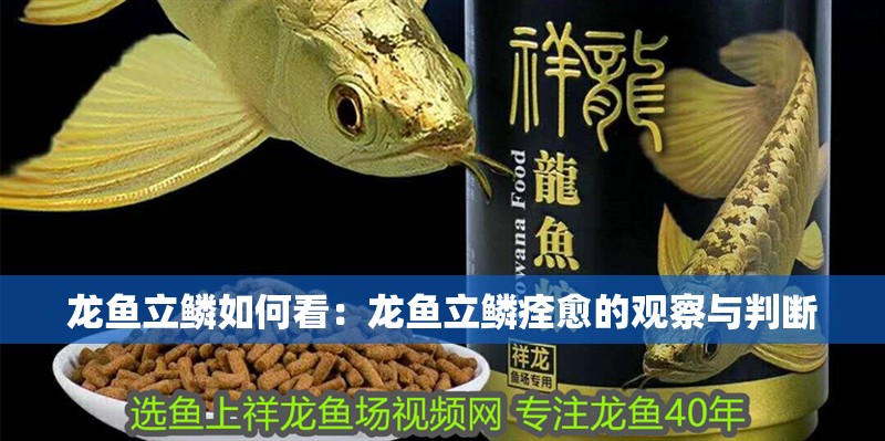 龍魚立鱗如何看：龍魚立鱗痊愈的觀察與判斷
