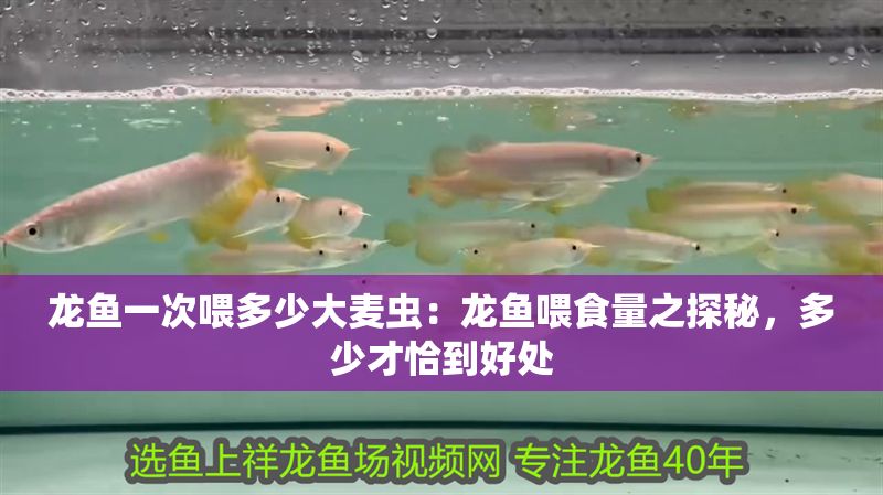 龍魚一次喂多少大麥蟲：龍魚喂食量之探秘，多少才恰到好處