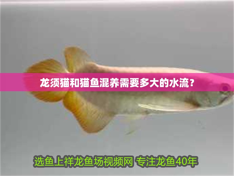 龍須貓和貓魚混養(yǎng)需要多大的水流？