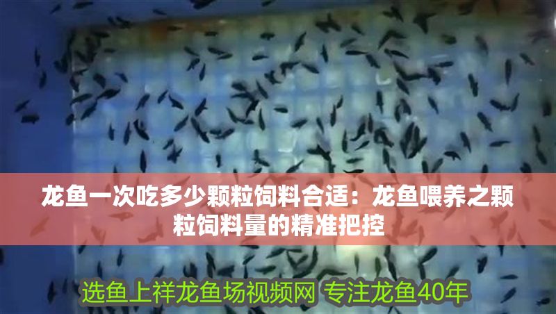 龍魚一次吃多少顆粒飼料合適：龍魚喂養之顆粒飼料量的精準把控