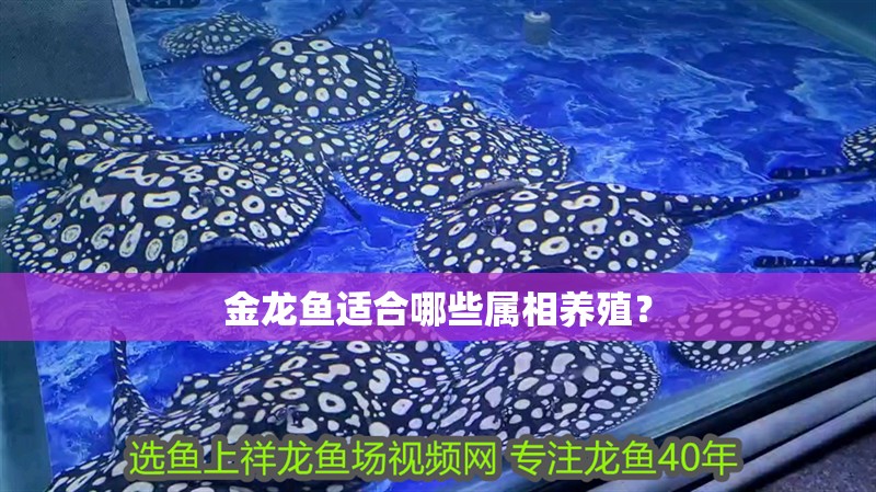 金龍魚適合哪些屬相養殖？ 金龍魚適合哪些屬相養殖？ 龍魚百科