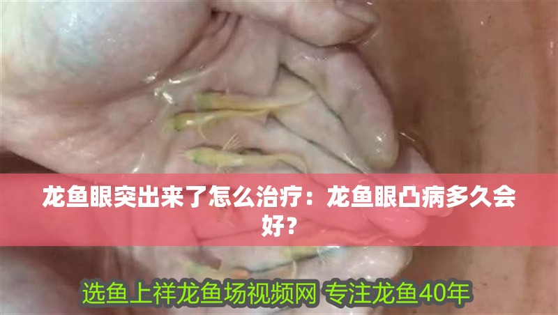 龍魚眼突出來了怎么治療：龍魚眼凸病多久會(huì)好？
