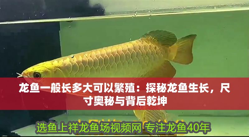 龍魚一般長(zhǎng)多大可以繁殖：探秘龍魚生長(zhǎng)，尺寸奧秘與背后乾坤