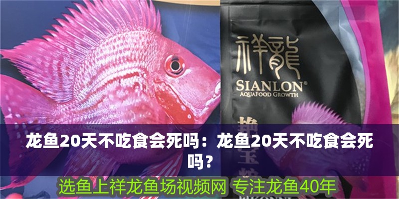 龍魚20天不吃食會死嗎：龍魚20天不吃食會死嗎？