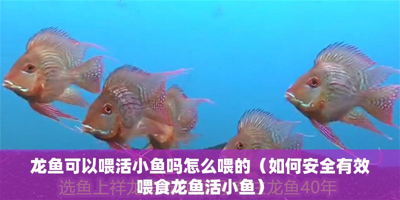 龍魚可以喂活小魚嗎怎么喂的(如何安全有效喂食龍魚活小魚) 龍魚百科 第2張 龍魚可以喂活小魚嗎怎么喂的(如何安全有效喂食龍魚活小魚) 龍魚可以喂活小魚嗎怎么喂的(如何安全有效喂食龍魚活小魚) 龍魚百科 第2張