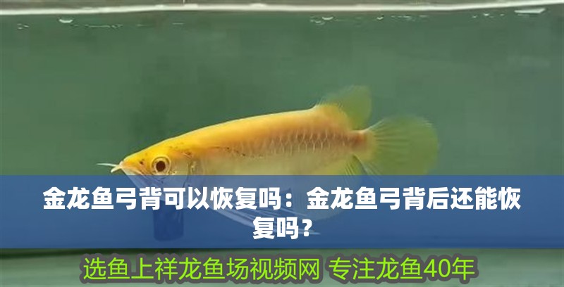 金龍魚弓背可以恢復(fù)嗎：金龍魚弓背后還能恢復(fù)嗎？