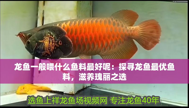 龍魚一般喂什么魚料最好呢：探尋龍魚最優魚料，滋養瑰麗之選