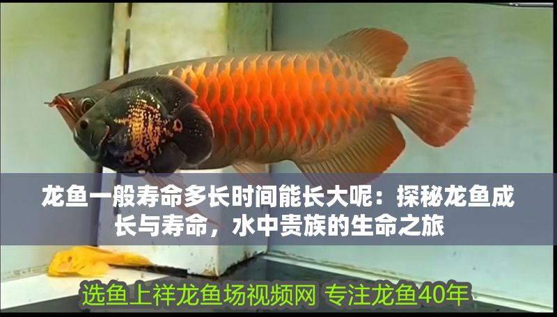 龍魚一般壽命多長時間能長大呢：探秘龍魚成長與壽命，水中貴族的生命之旅