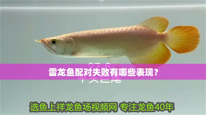 雷龍魚配對失敗有哪些表現(xiàn)？