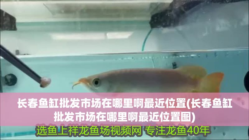長春魚缸批發市場在哪里啊最近位置(長春魚缸批發市場在哪里啊最近位置圖)