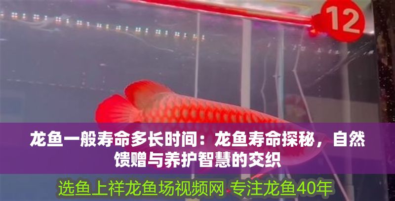 龍魚一般壽命多長時間：龍魚壽命探秘，自然饋贈與養護智慧的交織