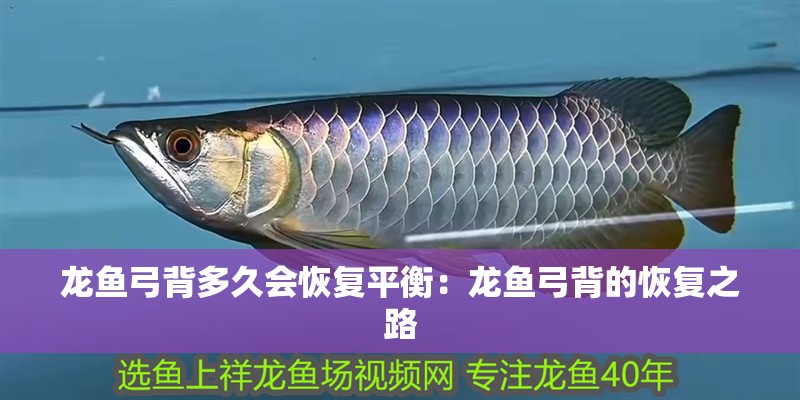 魚缸過濾器選購指南:自制魚缸過濾器魚缸上置過濾器對于養(yǎng)魚愛好者的必備知識 龍魚弓背多久會恢復(fù)平衡:龍魚弓背的恢復(fù)之路 水族問答 龍魚弓背多久會恢復(fù)平衡:龍魚弓背的恢復(fù)之路 龍魚弓背多久會恢復(fù)平衡:龍魚弓背的恢復(fù)之路 水族問答