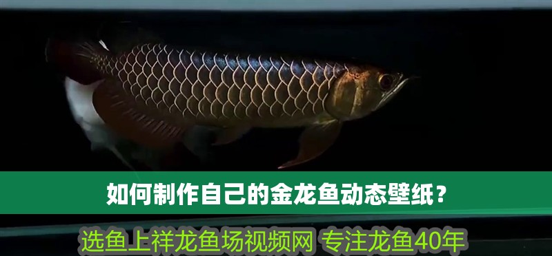 如何制作自己的金龍魚(yú)動(dòng)態(tài)壁紙？