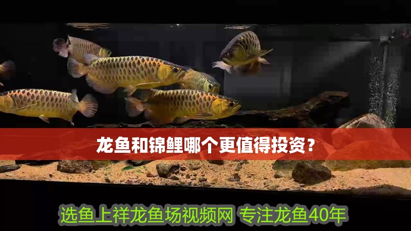 龍魚和錦鯉哪個更值得投資？